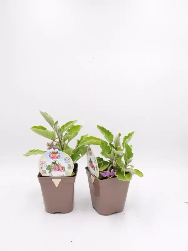 2. Plantas de petunia en macetas de plástico en un fondo blanco. Cultivo de flores ornamentales ecológicas con semillas de Huerto.Bio.