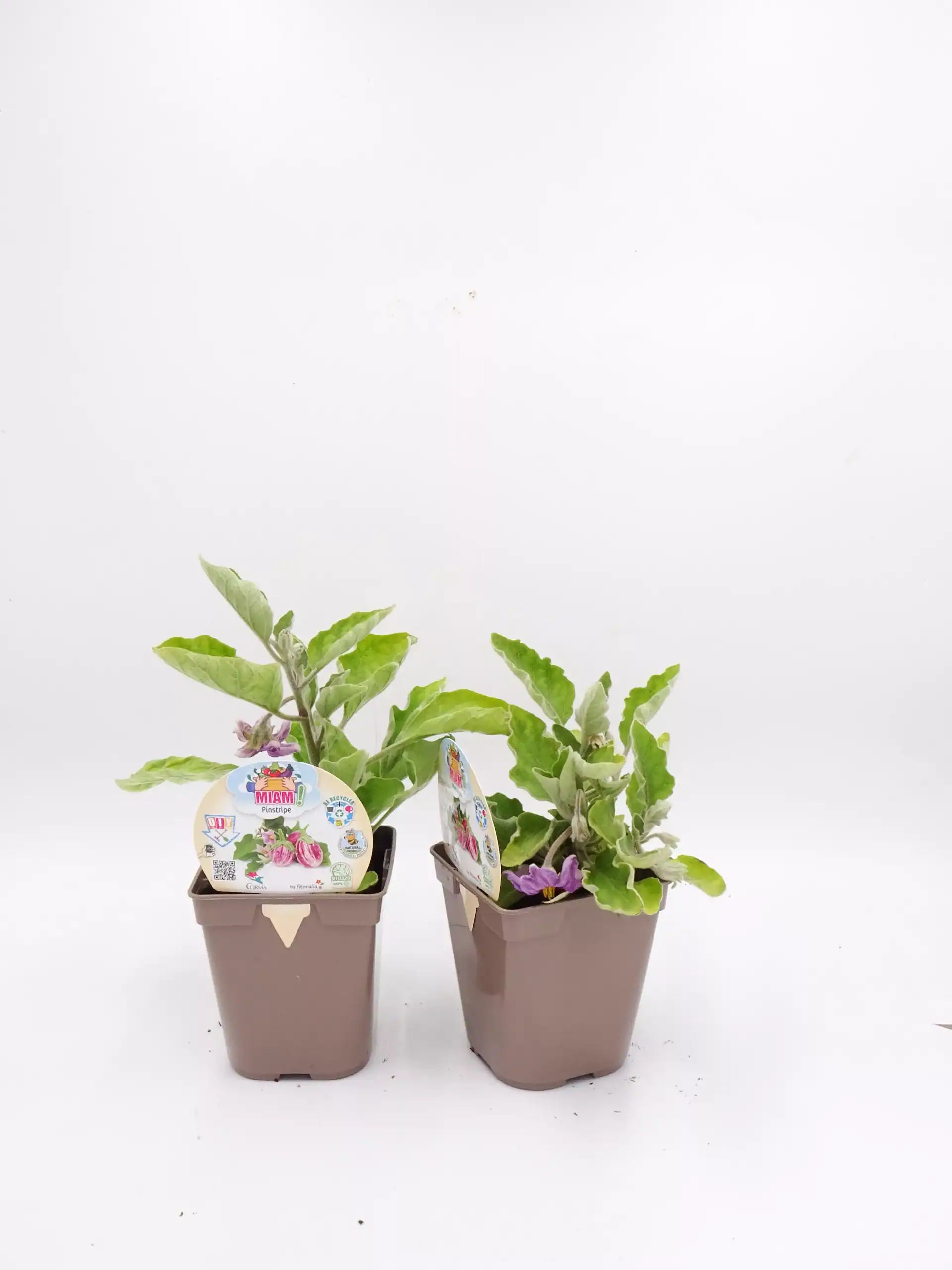 2. Plantas de petunia en macetas de plástico en un fondo blanco. Cultivo de flores ornamentales ecológicas con semillas de Huerto.Bio.