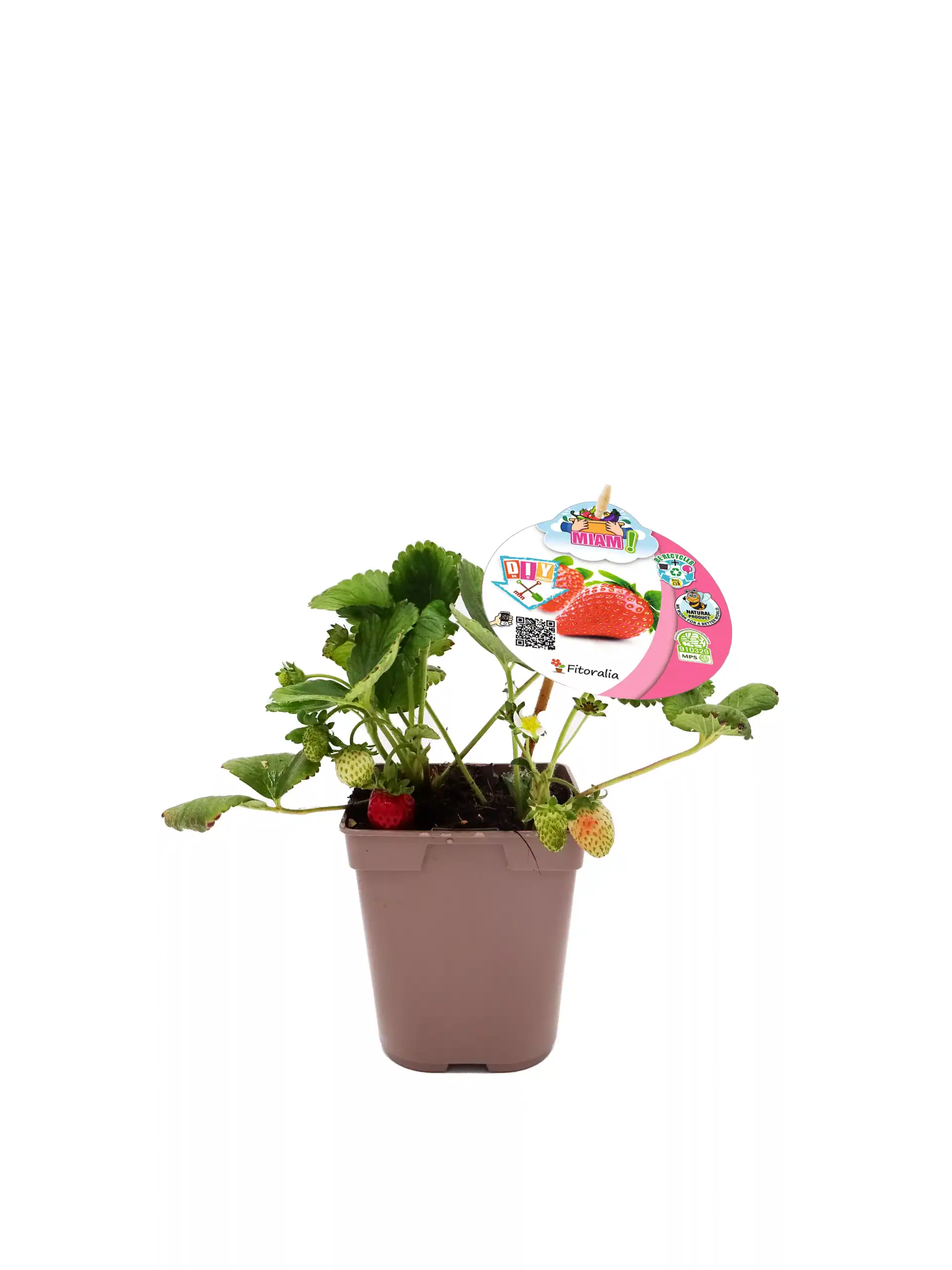 Fresa en maceta con etiqueta de variedad de cultivo, cultivo ecológico y organic garden.