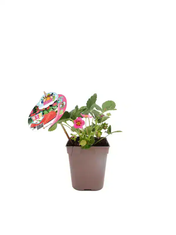 Fresa en maceta, planta ornamental y comestible, ideal para cultivo casero, con flores rosadas y hojas verdes, perfecta para decorar y disfrutar de frutos frescos en casa.