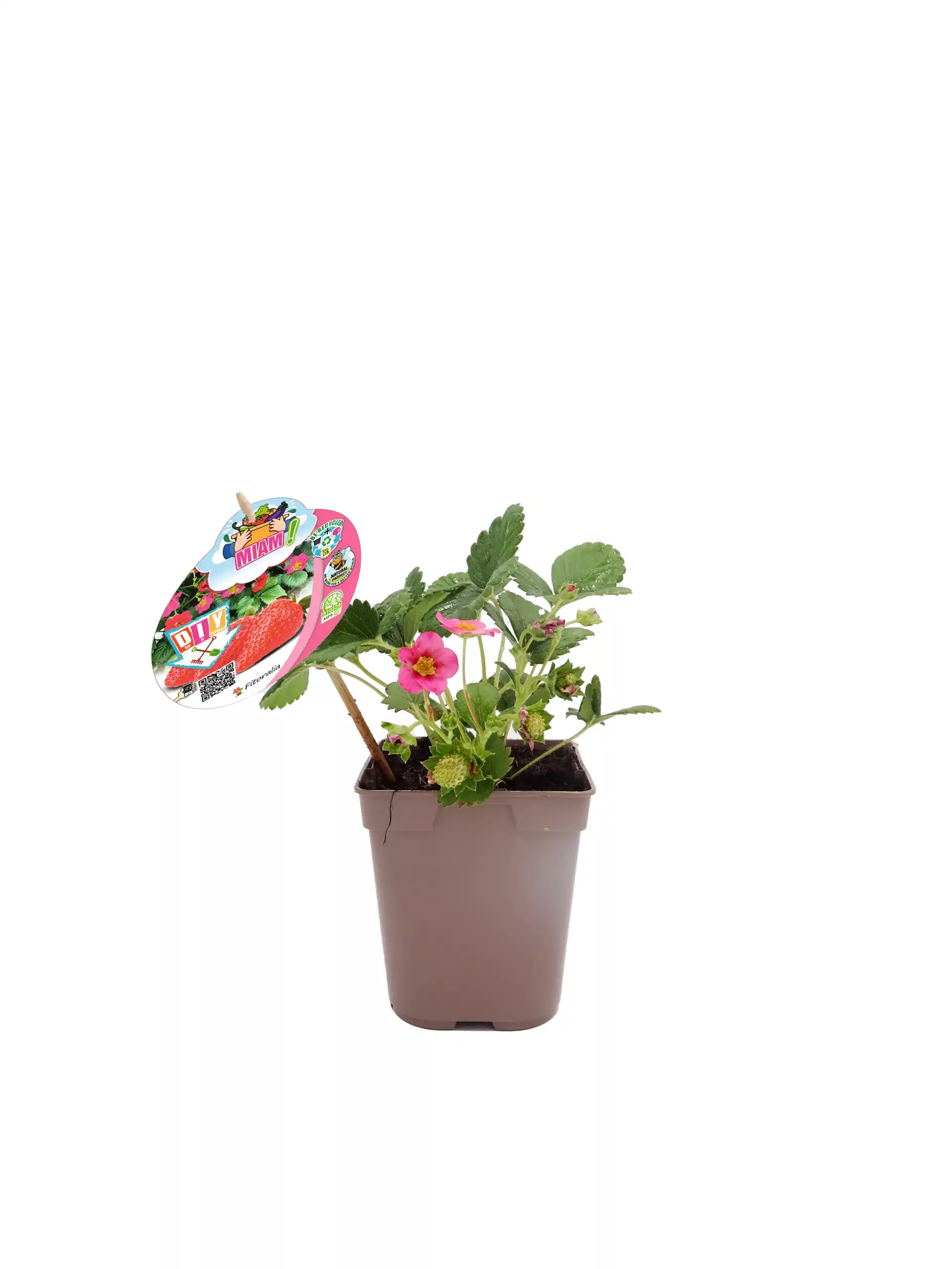 Fresa en maceta, planta ornamental y comestible, ideal para cultivo casero, con flores rosadas y hojas verdes, perfecta para decorar y disfrutar de frutos frescos en casa.