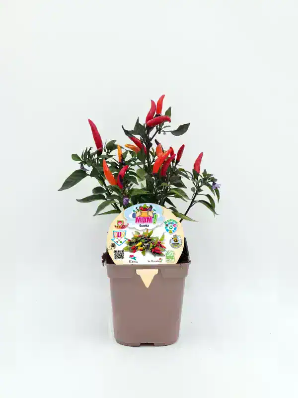 Chili planté en maceta, variedad Picante, cultivo ecológico y respetuoso con el medio ambiente, ideal para huertos urbanos y cultivo casero, con etiqueta de certificación ecológica.
