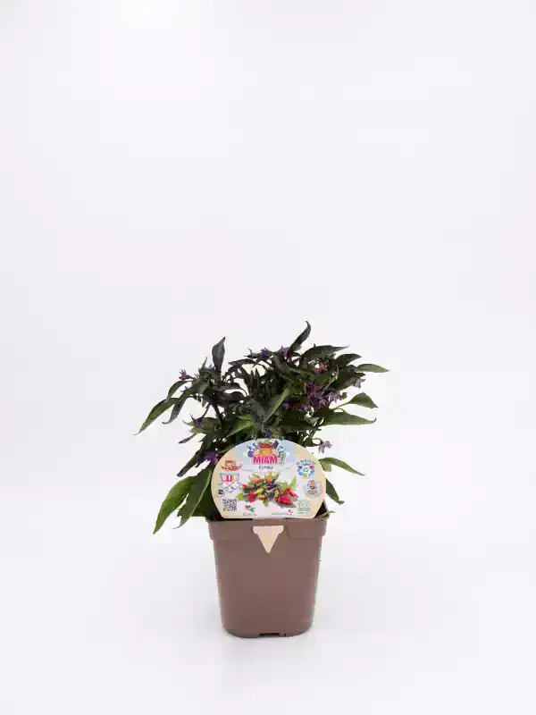 Vaso con planta de pimiento morrón morado cultivada en huerto ecológico. Producto de agricultura sostenible, listo para cultivar en casa o en huertos urbanos. Fácil de cuidar y perfecto para añadir color a tu jardín o cocina.