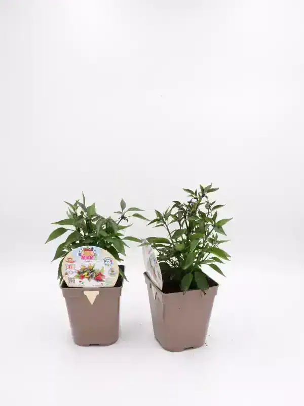 2. Semillas de pimiento ecológicas en maceta para cultivo orgánico y sostenible.