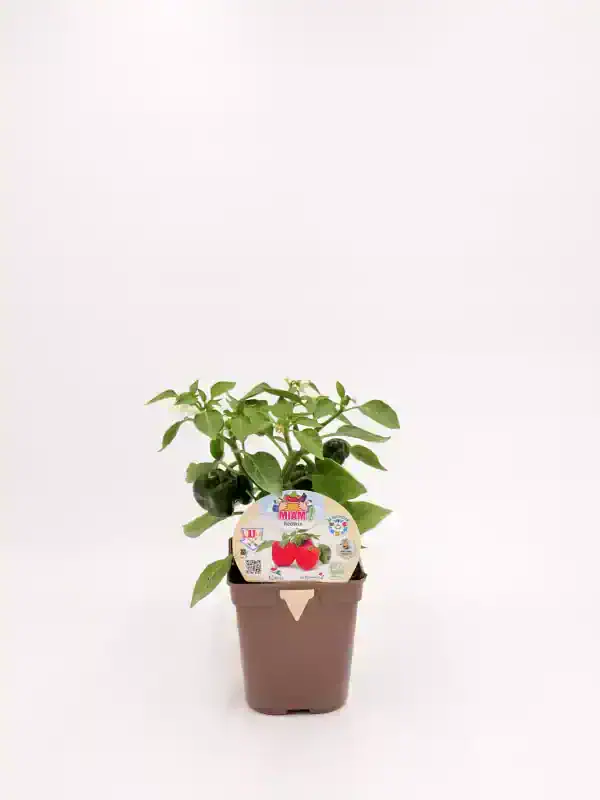 Cuidado de plantas de pimientos ecológicos en maceta, cultivados en un huerto bio sostenible y orgánico. Ideal para agricultura ecológica y jardinería saludable.