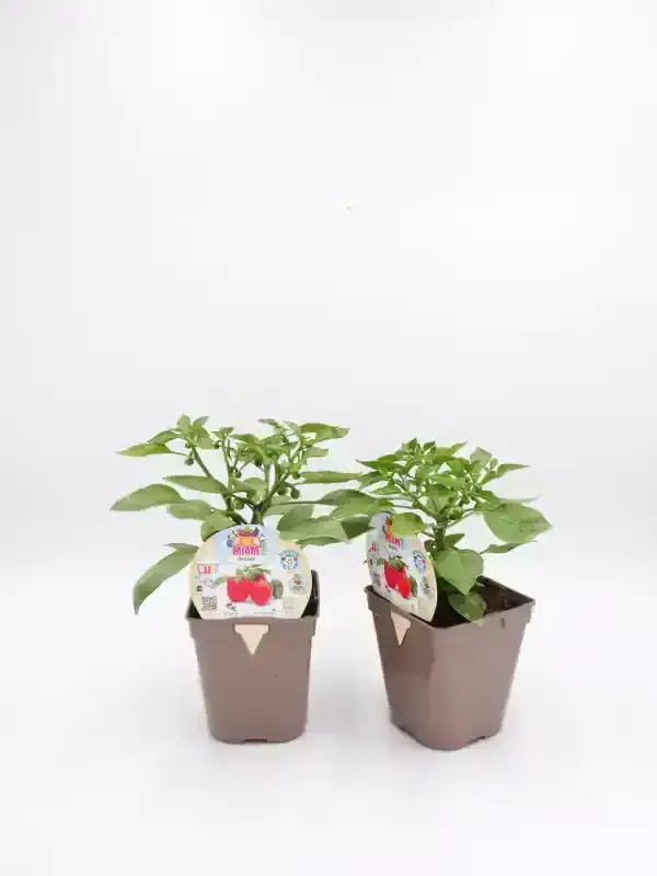 Plantas de pimientos en macetas de cultivo ecológico, ideales para huertos urbanos y jardinería sostenible. Fertilizantes orgánicos y cuidado para un crecimiento saludable.