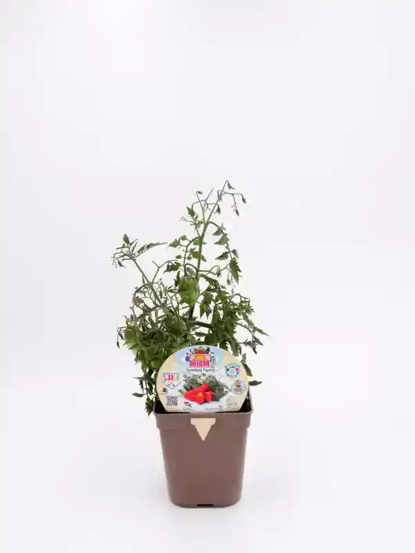 Plantel de tomate en maceta, cultivo ecológico y sostenible, ideal para huertos urbanos y pequeñas superficies, productivo y saludable.