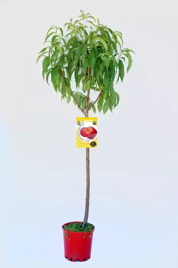 Árbol frutal en maceta con etiquetado de melocotón, cultivo ecológico, huerto urbano, saludable y natural.