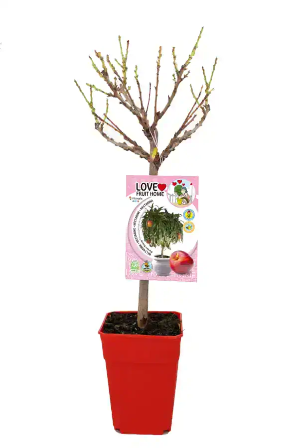 Árbol frutal en maceta con etiqueta que indica variedad de naranjina y otras frutas, en interior o exterior, ideal para cultivo doméstico ecológico.