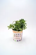 Hierba aromática en maceta con etiqueta de orégano, cultivo ecológico y sostenible.