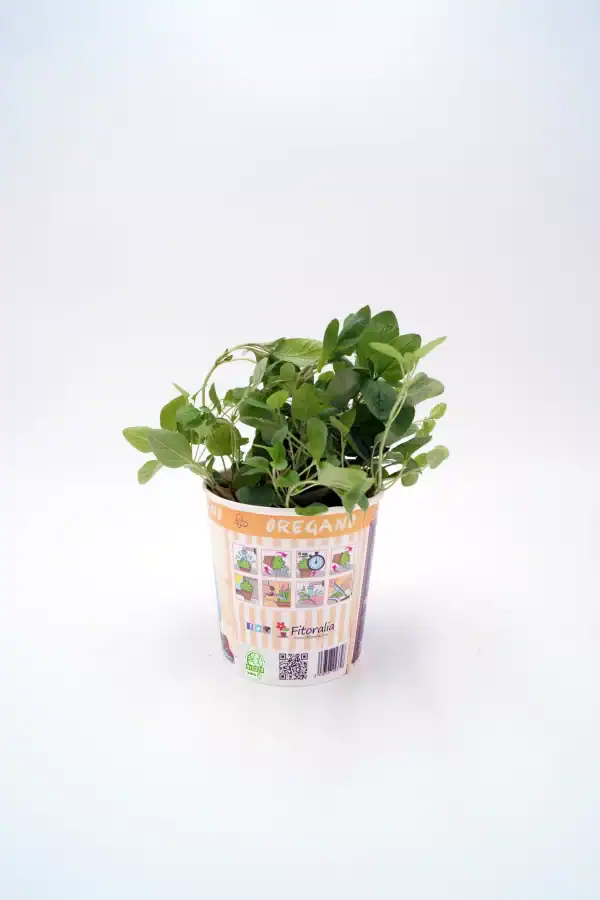 Hierba aromática en maceta con etiqueta de orégano, cultivo ecológico y sostenible.