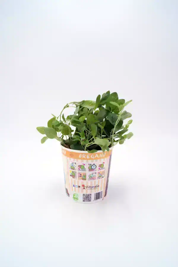 Hierba aromática en maceta con etiqueta de orégano, cultivo ecológico y sostenible.