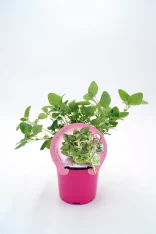 Hierba olorosa en maceta rosa con etiqueta de huerto bio, hierba aromática y natural, ideal para cocina y bienestar, cultivo ecológico, planta fresca para agricultura orgánica.
