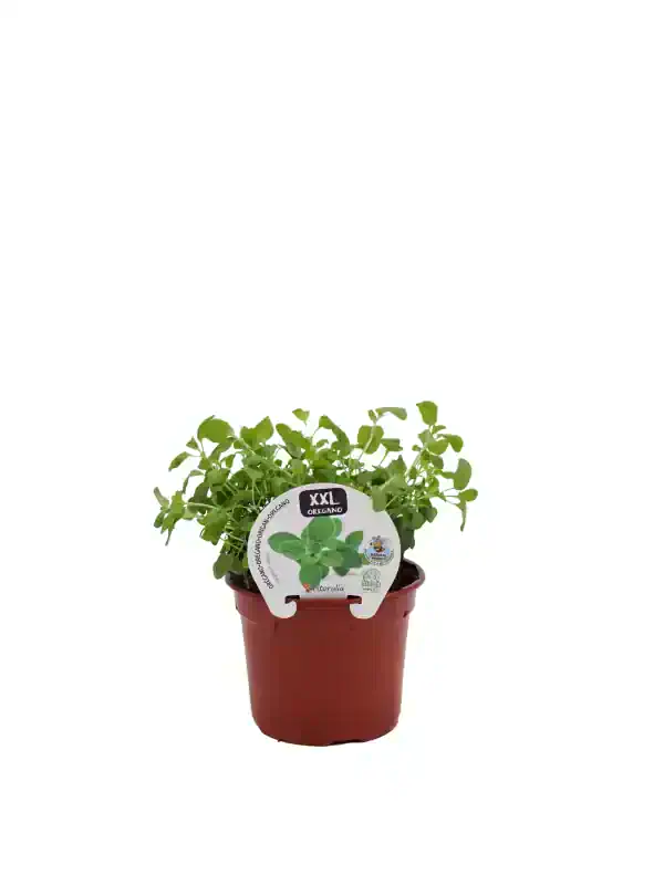 Hierba oregano en maceta ecológica bio para cocina saludable y natural.