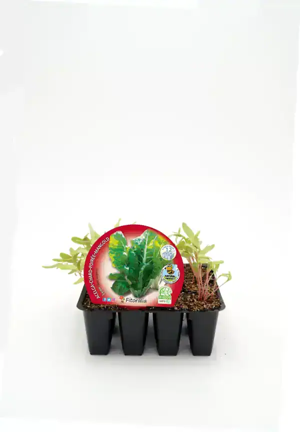Aguacate agrio en maceta de cultivo orgánico con etiqueta de Huerto.Bio, ideal para huertos urbanos y sostenibles.