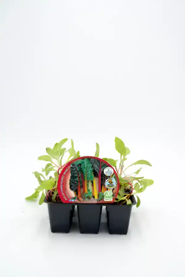 Ecológica de rabé verde, achard, poire, mangold en bandeja de plántulas, cultivo ecológico para huerto urbano, semillas orgánicas, plantas jóvenes, agricultura sostenible, huerto bio.