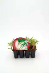Brotes de escarola en bandeja de semillero ecológica, ideal para huerto urbano y cultivo orgánico, promoción de agricultura sostenible y alimentación saludable, certificado ecológico.