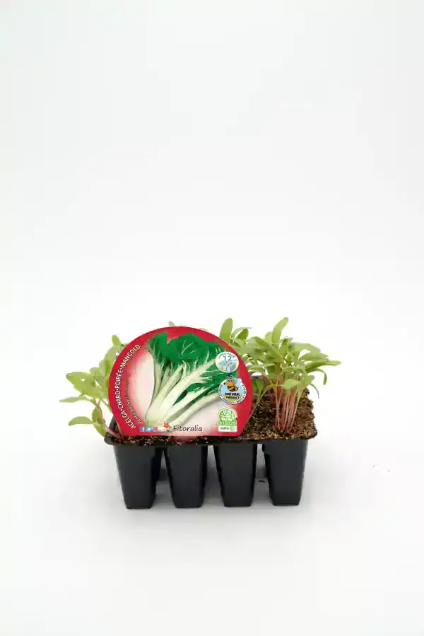 Brotes de escarola en bandeja de semillero ecológica, ideal para huerto urbano y cultivo orgánico, promoción de agricultura sostenible y alimentación saludable, certificado ecológico.