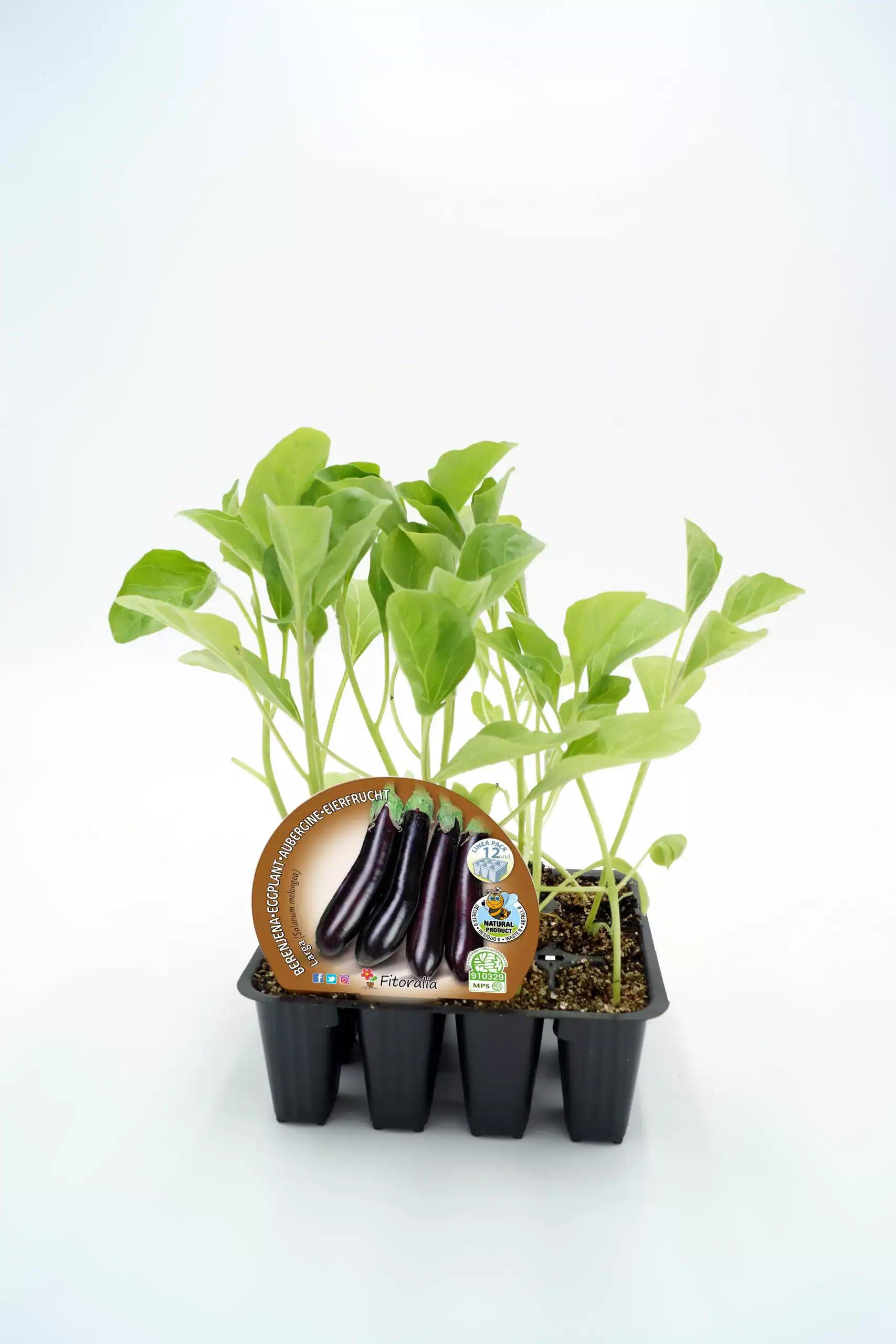 Jugos de berenjena ecológica en mini huerto urbano, planta de berenjena en maceta joven y saludable, cultivo orgánico y sostenible para huertos caseros y jardinería ecológica.