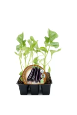 Jardín de plantas de berenjena orgánica en maceta, cultivo saludable y ecológico, ideal para huertos urbanos y sostenibles, certificado ecológico y semilla de calidad.