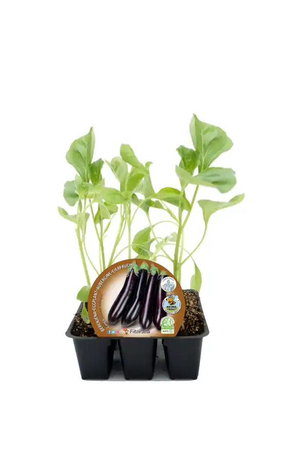 Jardín de plantas de berenjena orgánica en maceta, cultivo saludable y ecológico, ideal para huertos urbanos y sostenibles, certificado ecológico y semilla de calidad.