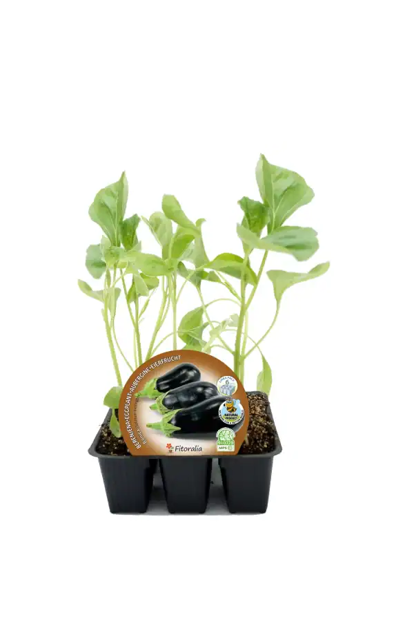 Jengibre ecológico en bandeja de vivero, cultivo orgánico para plantar y cosechar en huertos caseros y jardines ecológicos.