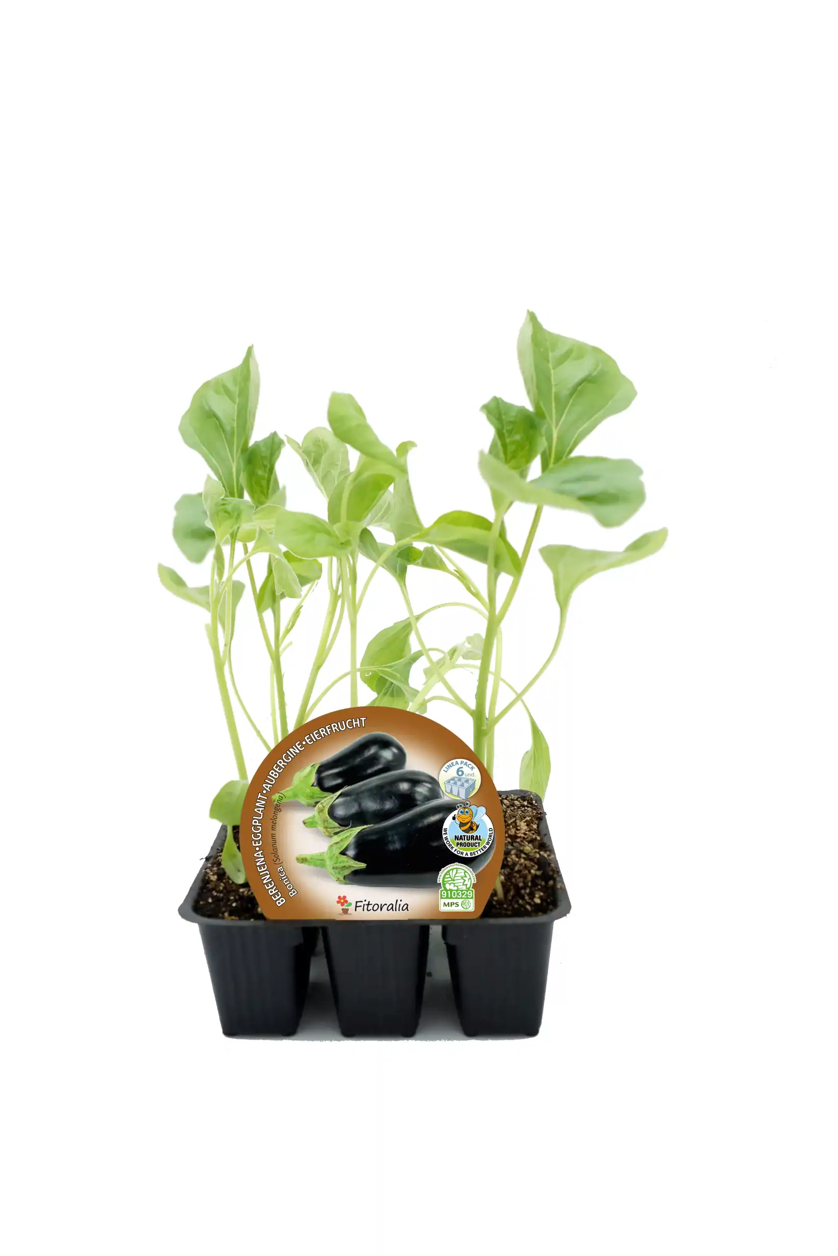 Jengibre ecológico en bandeja de vivero, cultivo orgánico para plantar y cosechar en huertos caseros y jardines ecológicos.