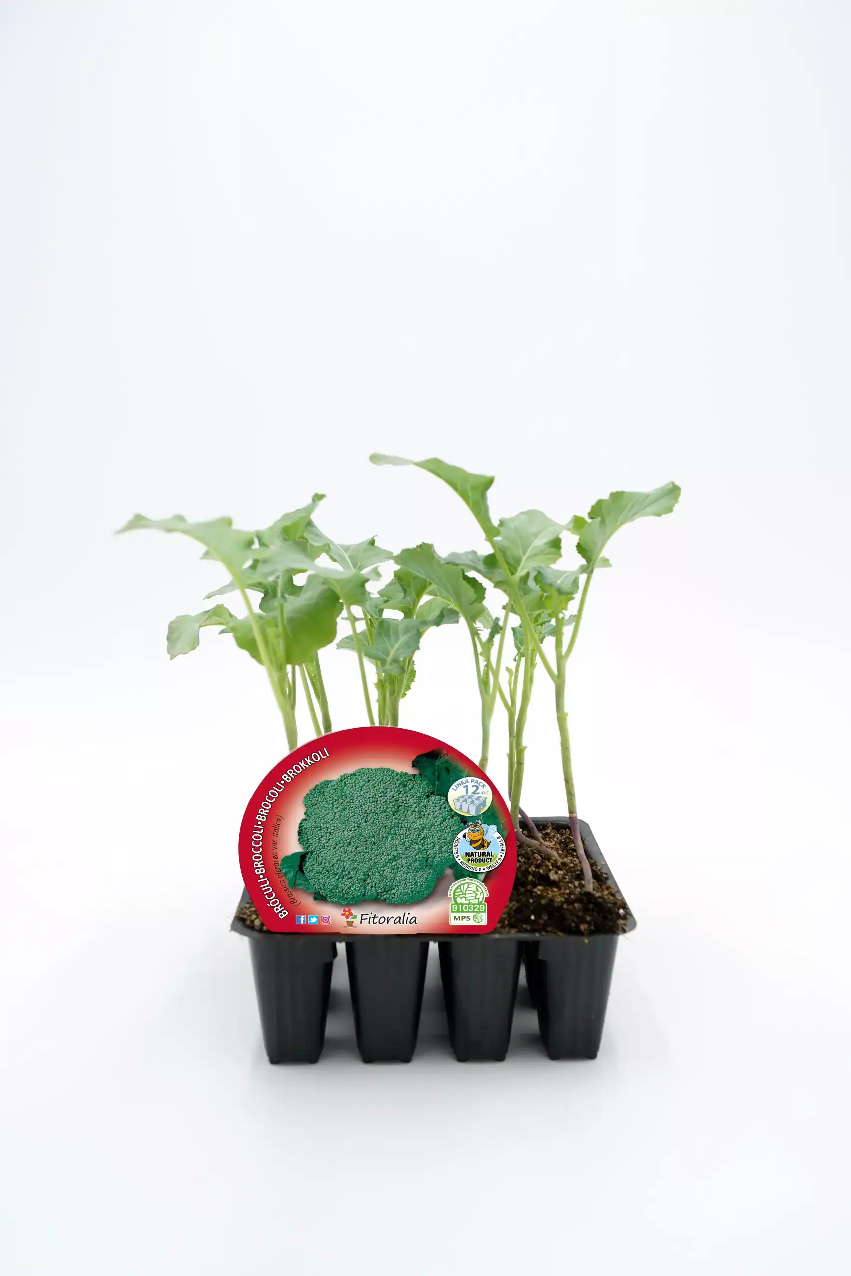 Broccoli en maceta, semillas y cultivo ecológico, planta de brócoli joven en envase de horticultura, agricultura orgánica, huerto urbano, desarrollo de vegetales saludable, huerto.bio.