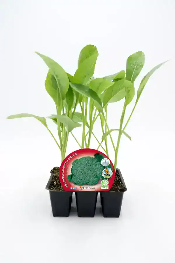 Joven planta de brócoli ecológico en maceta, lista para cultivo en huerto orgánico.