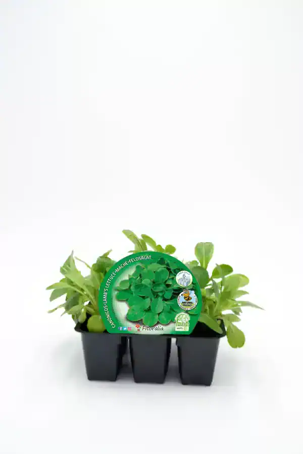 Alt: Manojo de plantas aromáticas de ensalada con hojas verdes frescas en macetas negras para cultivo ecológico.