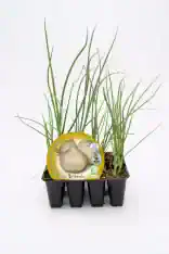Cebollas en el huerto bio, cultivo de vegetales ecológicos para huerto urbano y casero.
