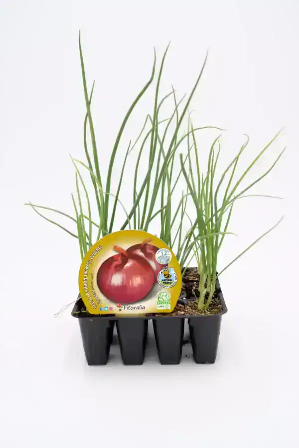 Cebolla en modo de crecimiento en maceta, ideal para huertos urbanos y cultivo ecológico, con etiquetas de semillas orgánicas y certificadas, perfecta para tus proyectos de agricultura sostenible.
