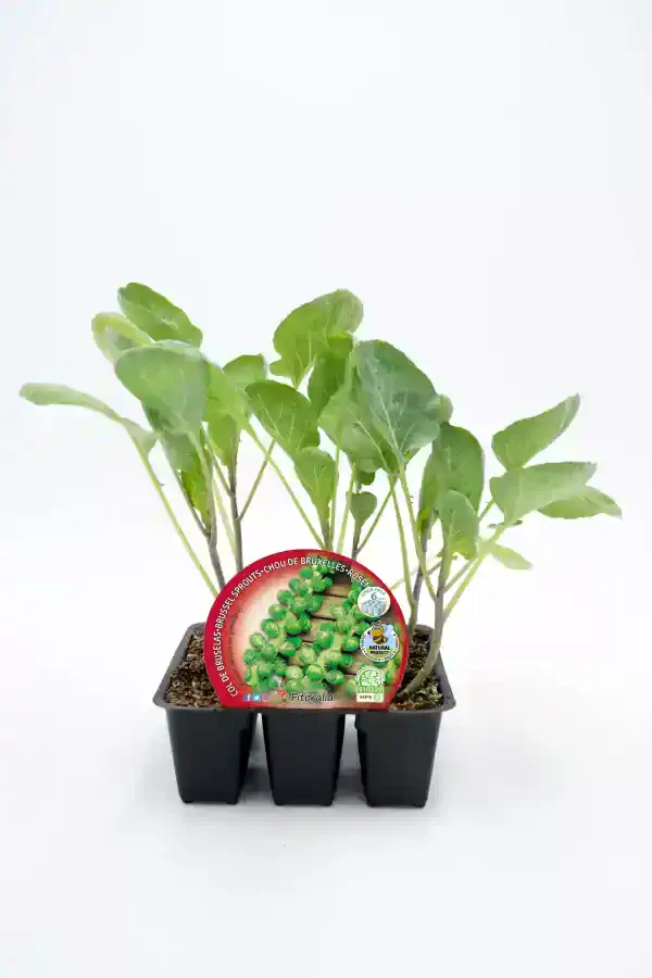 Envase de brotes de col de Bruselas en bandeja de plástico con etiqueta, lista para cultivar en huerto orgánico, saludable y ecológico, en fondo blanco.