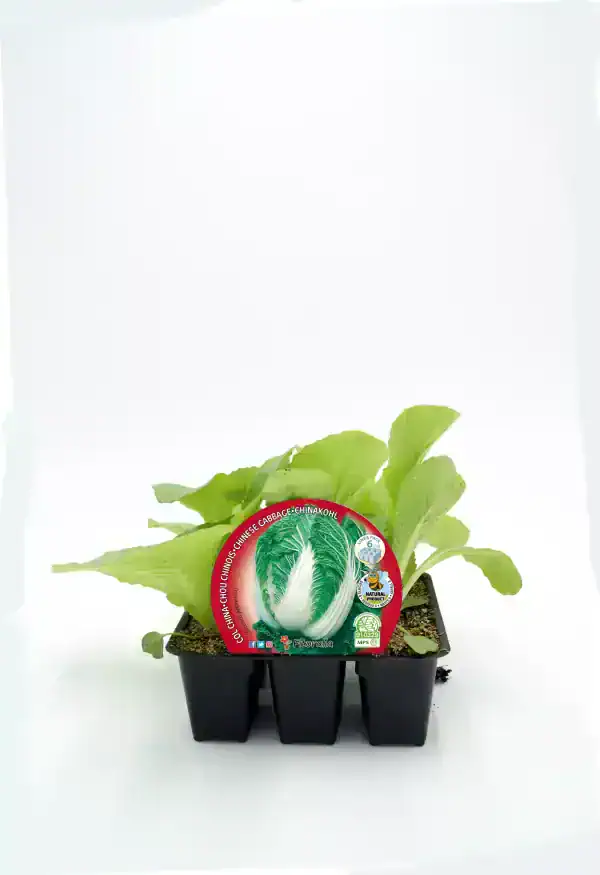 Chícharo chino chinohale en maceta, cultivo de huerto ecológico, planta de verdura saludable para agricultura orgánica, producto de huerto.bio, cultivo sostenible y natural.