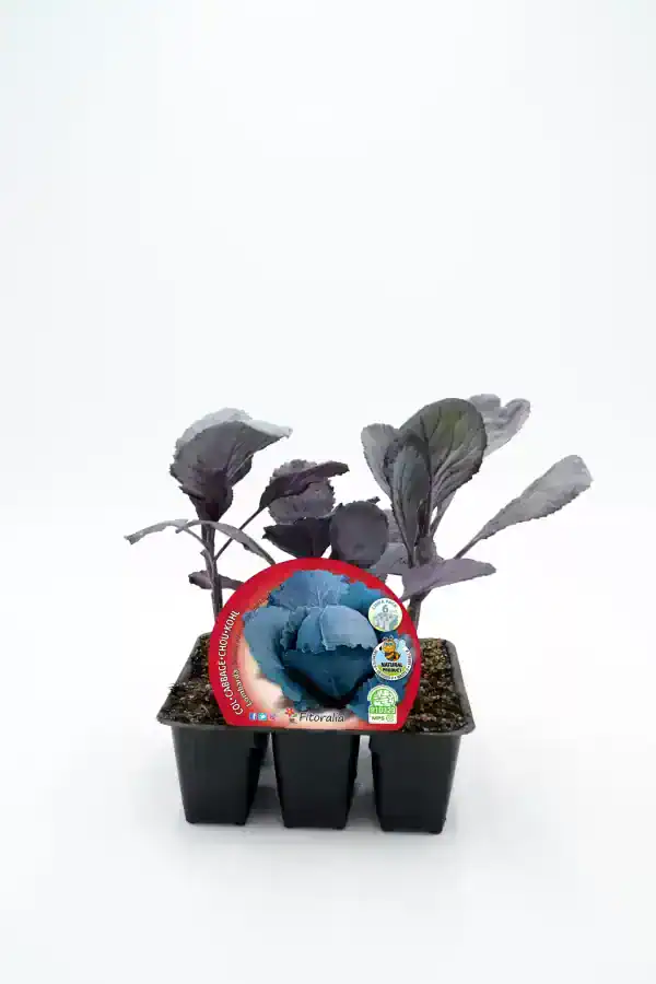 Verdejo de col morada en maceta, cultivo ecológico y orgánico, agricultura sostenible, huerto bio, semillas de calidad, plantación saludable, huertos urbanos, hortalizas bio, alimentación saludable.