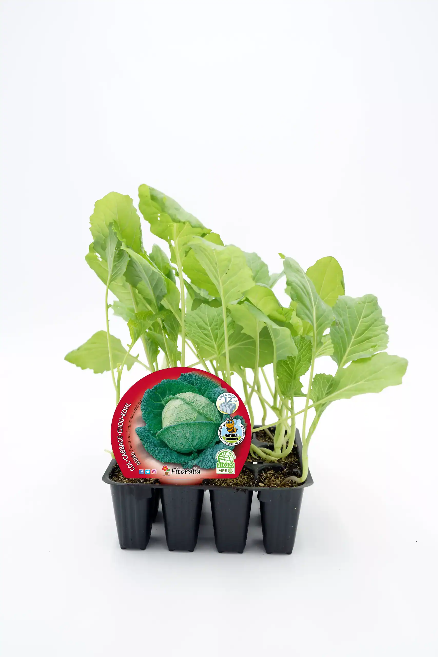 Jardín de col, planta de col rizada ecológica en bandeja de cultivo, hortaliza orgánica y saludable, cultivo de verduras en casa, huerto ecológico para alimentación natural, semillas de col para sembrar en casa.