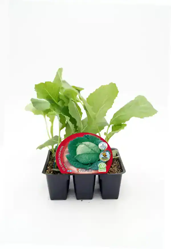 Caballón de semillas de col en maceta para cultivo ecológico y huerto urbano, ideal para sembrar y cultivar verduras orgánicas en casa.