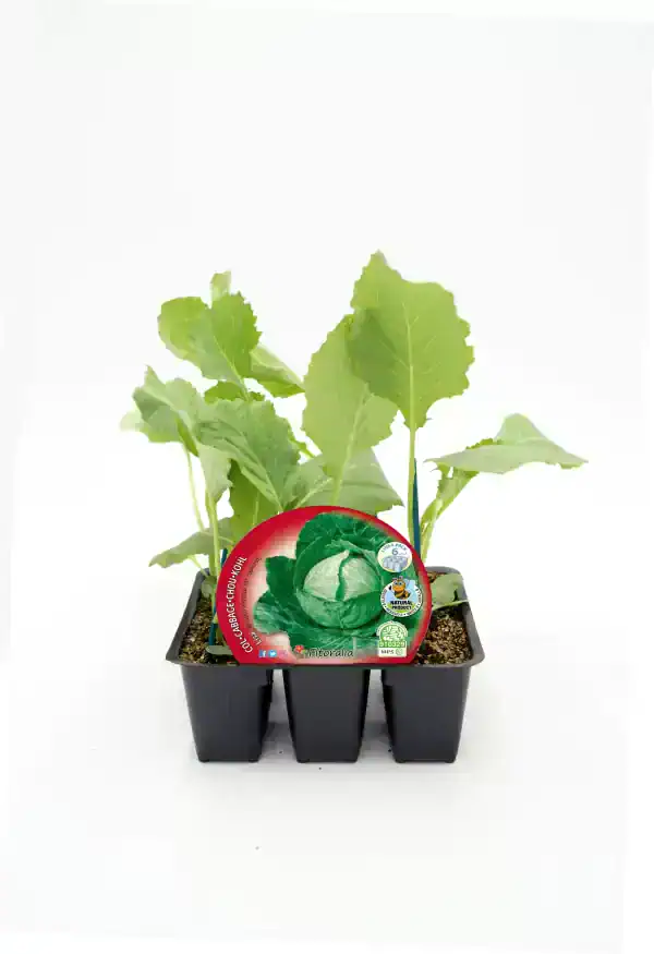 Cilantro en bandeja de cultivo ecológico, perfecto para huertos urbanos y agricultura sostenible. Vegetales orgánicos de alta calidad, ideales para cocinar saludable y cultivo ecológico.