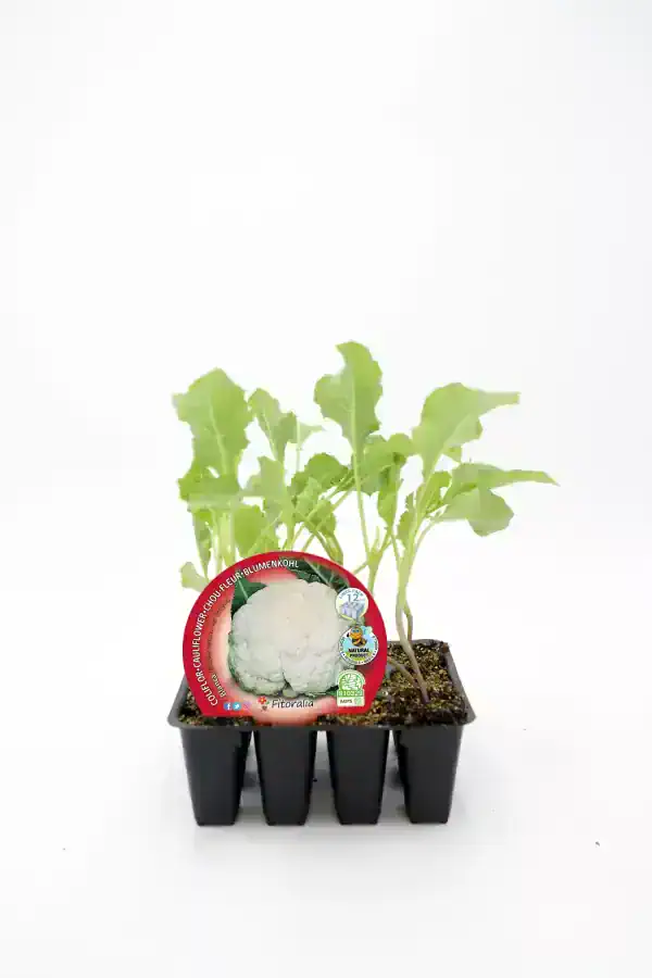 Broccoli en semilla para cultivo en huertos ecológicos y orgánicos, listo para plantar en casa o en huertos urbanos, promoviendo una alimentación saludable y sostenible.