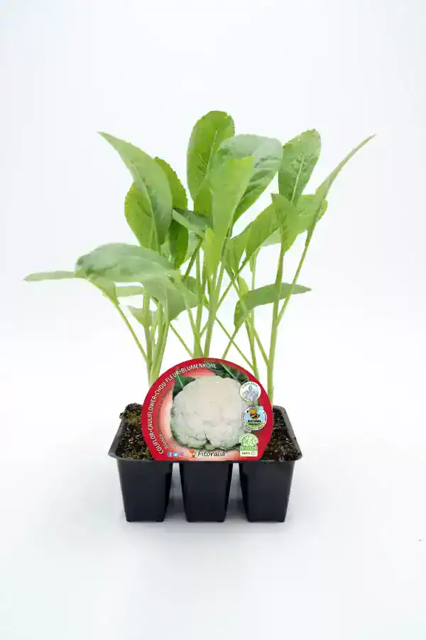 Cilantro cultivado en maceta ecológica para huerto urbano y jardín, ideal para una alimentación saludable y orgánica, promoviendo el cultivo sostenible y el consumo responsable.