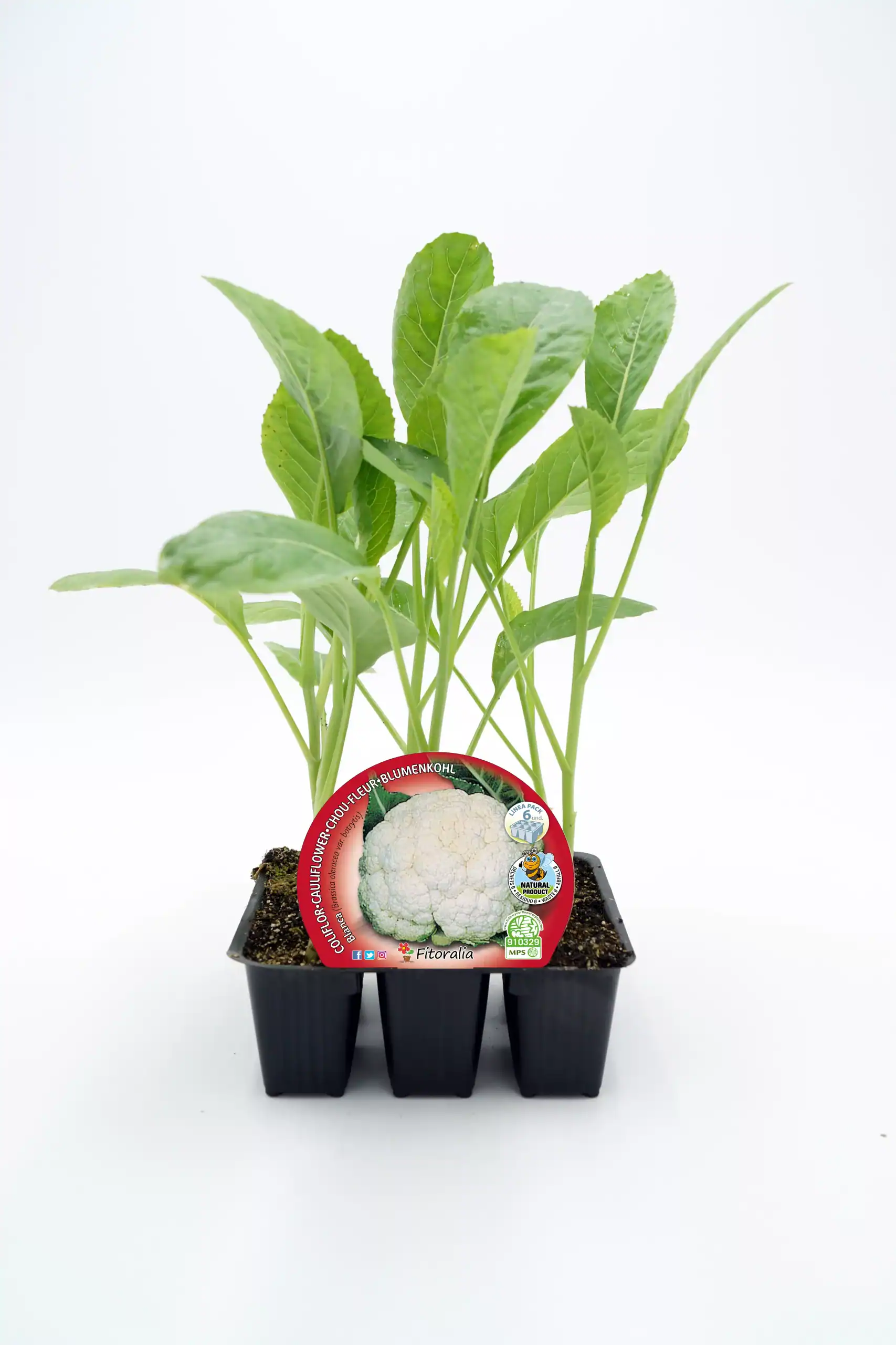 Cilantro cultivado en maceta ecológica para huerto urbano y jardín, ideal para una alimentación saludable y orgánica, promoviendo el cultivo sostenible y el consumo responsable.