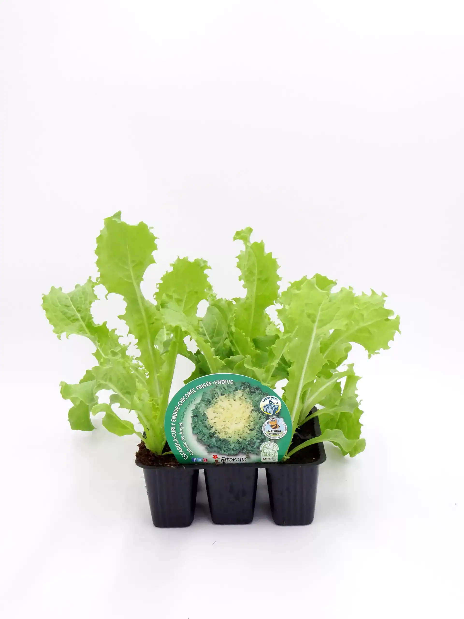 Hortícula de roquefort orgánico en maceta para jardinería ecológica y cultivo en casa.