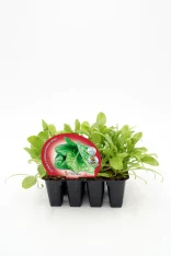 Jugos de espinaca y acelga en bandeja de cultivos orgánicos, ideales para huertos caseros y agricultura ecológica.