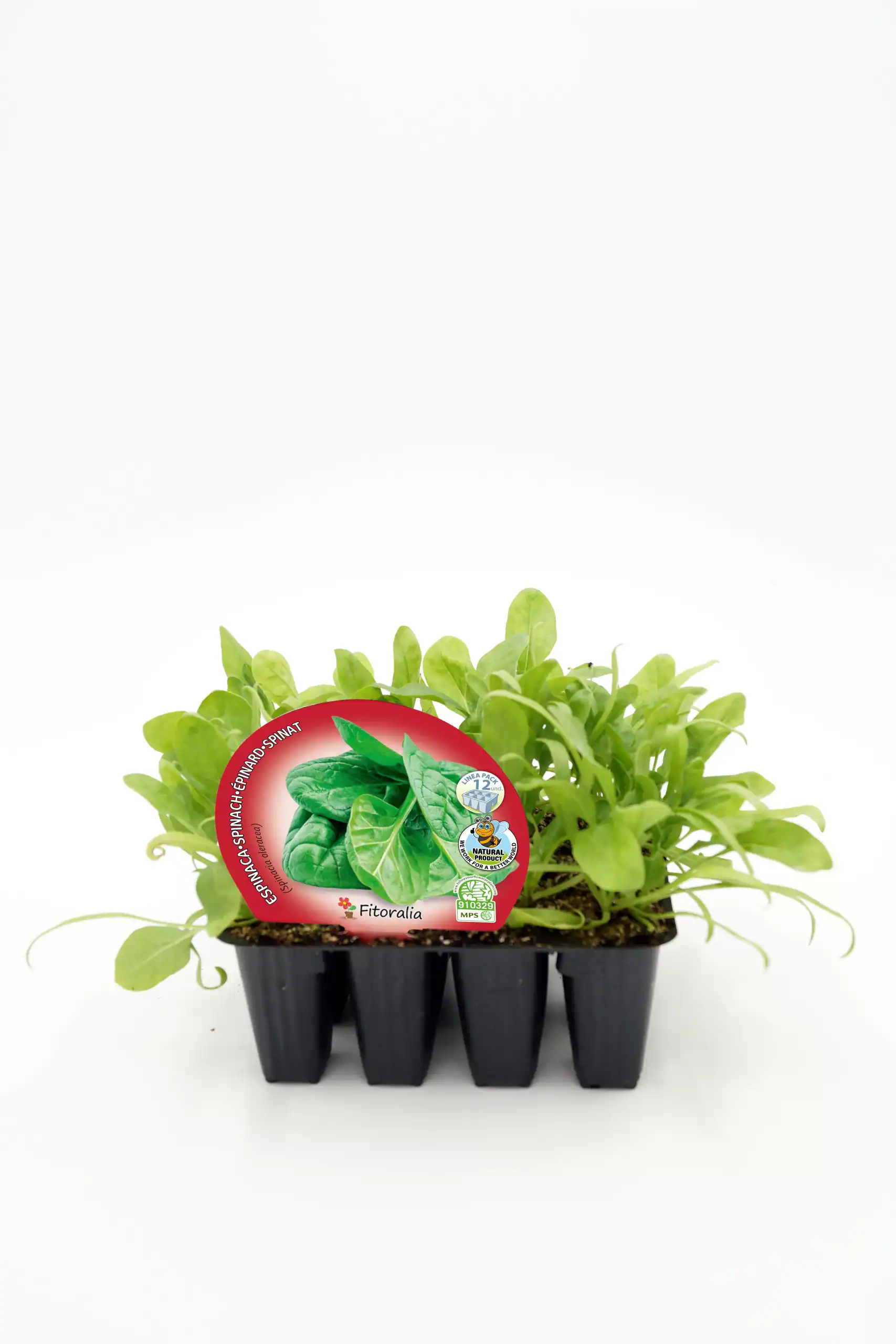 Jugos de espinaca y acelga en bandeja de cultivos orgánicos, ideales para huertos caseros y agricultura ecológica.