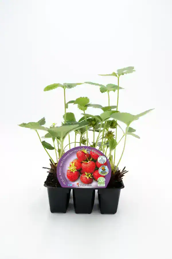 Fresa silvestre en maceta, cultivo ecológico y orgánico, ideal para huertos caseros y jardines sostenibles.