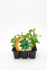 Jugueras orgánicas de guisante en maceta, cultivo ecológico, semillas para huerto urbano, plantas de vegetal sostenible, semillas de guisante, cultivo saludable, agricultura ecológica, semillas orgánicas.