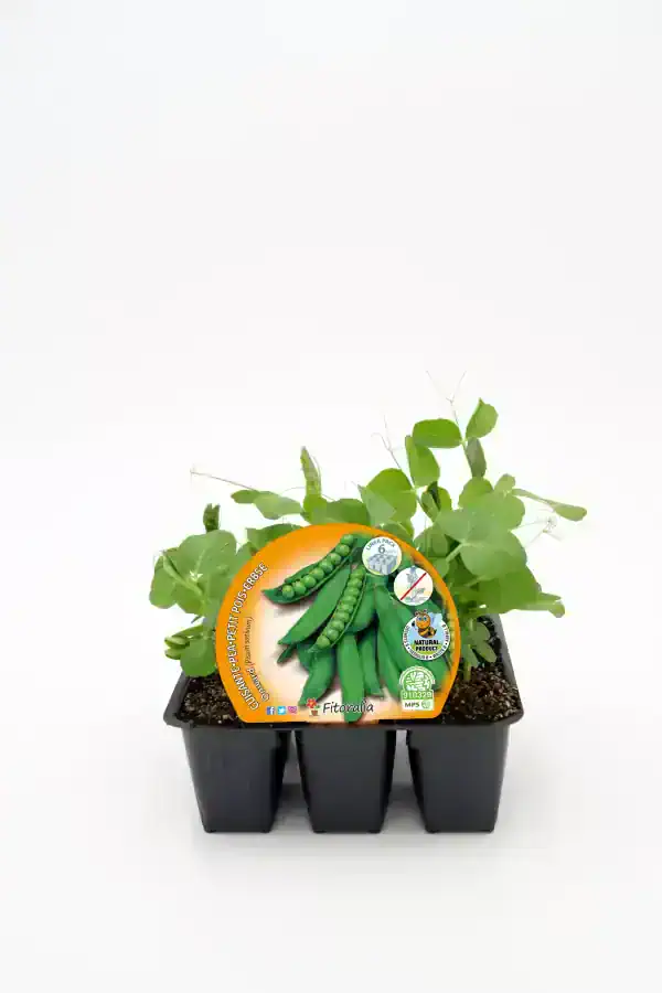 Jugueras orgánicas de guisante en maceta, cultivo ecológico, semillas para huerto urbano, plantas de vegetal sostenible, semillas de guisante, cultivo saludable, agricultura ecológica, semillas orgánicas.