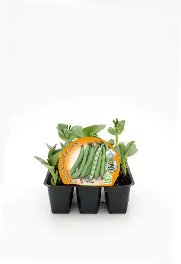 Variedad de judías verdes ecológicas en bandeja de inicio para cultivo en huerto orgánico, con etiquetas de certificación natural y semillas de calidad, ideal para agricultura sostenible y jardinería ecológica.