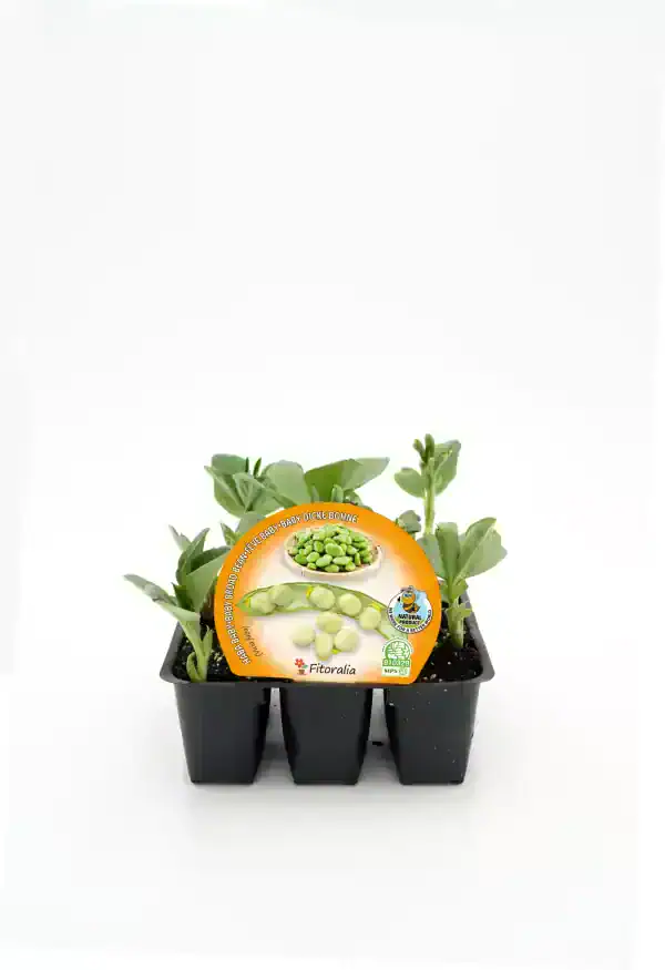 Suelo de calidad con plantas de judías verdes orgánicas en maceta para huerto casero ecológico. Cultiva tus propias verduras saludables en casa con semillas certificadas y sostenibles.