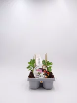 Verde verduras de huerto ecológico en maceta, cultivo de plantas para huerto urbano y jardinería ecológica, producto natural y sostenible de Huerto.Bio.